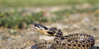 Report: Disappearing snakes and the biodiversity crisis — Tdnews Disappearing snakes and the biodiversity crisis