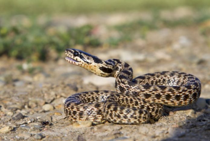Disappearing snakes and the biodiversity crisis