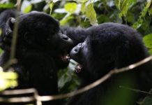 Lightning strike kills four rare mountain gorillas, including baby Lightning strike kills four rare mountain gorillas, including baby