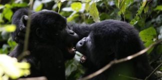 Lightning strike kills four rare mountain gorillas, including baby Lightning strike kills four rare mountain gorillas, including baby