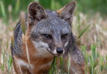 Report: Microbes linked to cancer in threatened California foxes Microbes linked to cancer
