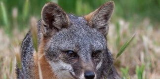 Report: Microbes linked to cancer in threatened California foxes Microbes linked to cancer