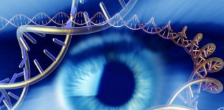 New gene therapy method improves vision in mice with congenital blindness — Tdnews New gene therapy method improves vision in mice with congenital blindness -- Tdnews