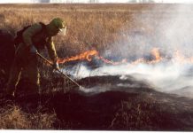 Prescribed fires help native plants find mates, reproduce and flourish (Study) Prescribed fires help native plants find mates, reproduce and flourish (Study)
