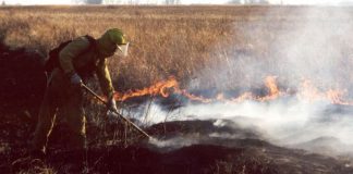 Prescribed fires help native plants find mates, reproduce and flourish (Study) Prescribed fires help native plants find mates, reproduce and flourish (Study)