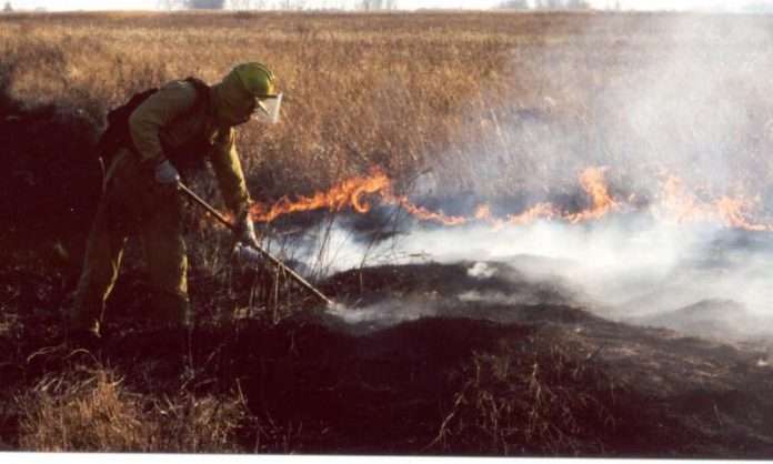 Prescribed fires help native plants find mates, reproduce and flourish (Study)