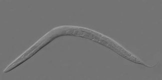 Report: Antioxidant reverses BPD-induced fertility damage in worms Report: Antioxidant reverses BPD-induced fertility damage in worms