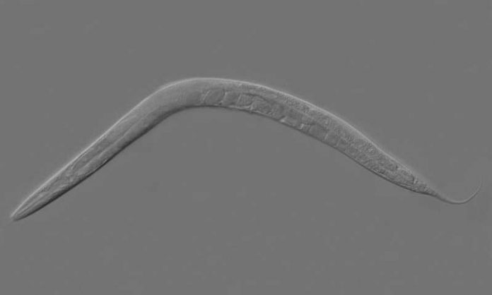 Report: Antioxidant reverses BPD-induced fertility damage in worms