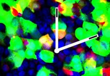 Report: Cells’ springy coils pump bursts of RNA Report: Cells' springy coils pump bursts of RNA