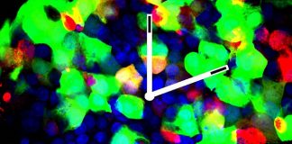 Report: Cells’ springy coils pump bursts of RNA Report: Cells' springy coils pump bursts of RNA