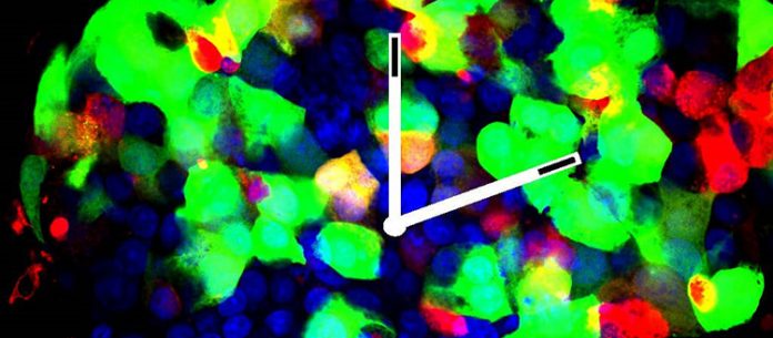 Report- Cells' springy coils pump bursts of RNA Report: Cells' springy coils pump bursts of RNA