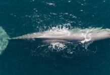Report: Earthquakes disrupt sperm whales’ ability to find food Report: Earthquakes disrupt sperm whales' ability to find food