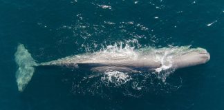 Report: Earthquakes disrupt sperm whales’ ability to find food Report: Earthquakes disrupt sperm whales' ability to find food