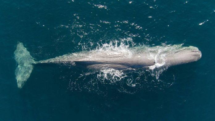 Report: Earthquakes disrupt sperm whales' ability to find food