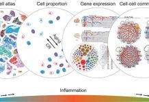 Report: How caloric restriction prevents negative effects of aging in cells Report: How caloric restriction prevents negative effects of aging in cells