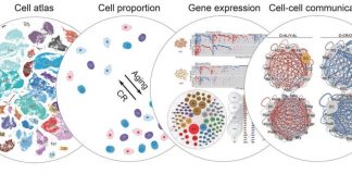 Report: How caloric restriction prevents negative effects of aging in cells Report: How caloric restriction prevents negative effects of aging in cells