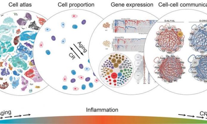 Report: How caloric restriction prevents negative effects of aging in cells