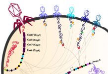 Report: Large bacteriophages carry bacterial genes Report: Large bacteriophages carry bacterial genes