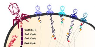 Report: Large bacteriophages carry bacterial genes Report: Large bacteriophages carry bacterial genes