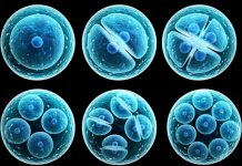 Report: Molecular motors direct the fate of stem cells Report: Molecular motors direct the fate of stem cells