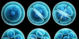 Report: Molecular motors direct the fate of stem cells Report: Molecular motors direct the fate of stem cells