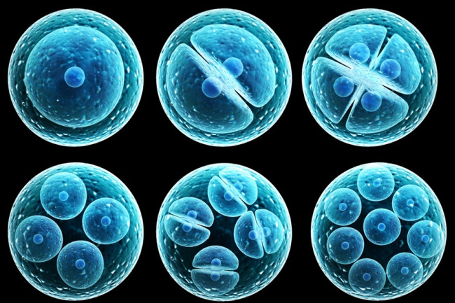 Report: Molecular motors direct the fate of stem cells