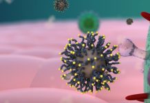 Report: Unique new antiviral treatment made using sugar Report: Unique new antiviral treatment made using sugar