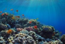 Report: Warming, acidic oceans may nearly eliminate coral reef habitats by 2100 Report: Warming, acidic oceans may nearly eliminate coral reef habitats by 2100