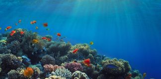Report: Warming, acidic oceans may nearly eliminate coral reef habitats by 2100 Report: Warming, acidic oceans may nearly eliminate coral reef habitats by 2100