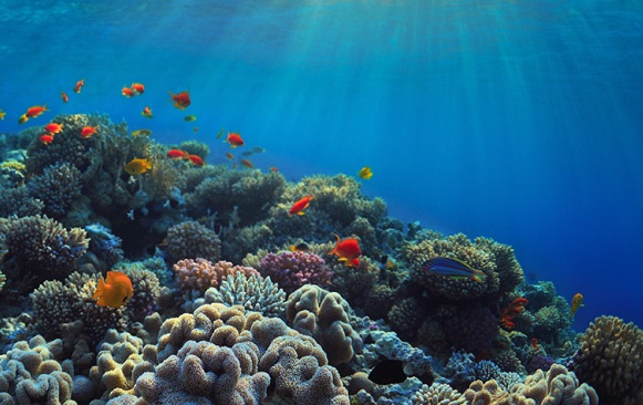 Report: Warming, acidic oceans may nearly eliminate coral reef habitats ...