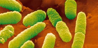 Study: Reproductive genome from the laboratory — Tdnews Reproductive genome from the laboratory