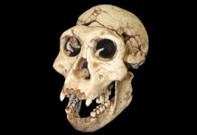 Research Suggests Early Humans Had Even More Interspecies Sex Research Suggests Early Humans Had Even More Interspecies Sex