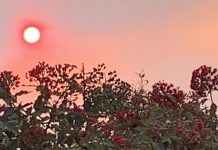 Research of dangerously small particulate matter and cardiac arrest Research of dangerously small particulate matter and cardiac arrest