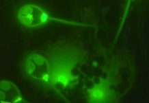 Researchers discover 1st animal that doesn’t breathe oxygen Researchers discover 1st animal that doesn't breathe oxygen
