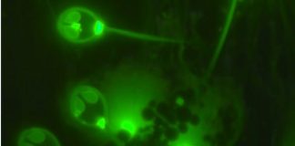 Researchers discover 1st animal that doesn’t breathe oxygen Researchers discover 1st animal that doesn't breathe oxygen