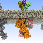 Researchers discover how rogue communications between cells lead to Leukaemia Researchers discover how rogue communications between cells lead to Leukaemia
