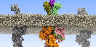 Researchers discover how rogue communications between cells lead to Leukaemia Researchers discover how rogue communications between cells lead to Leukaemia