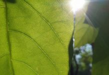 Researchers unravel mystery of photosynthesis — Tdnews Researchers unravel mystery of photosynthesis