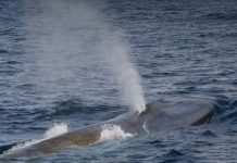 Return of the whales to South Georgia (Reports) Return of the whales to South Georgia (Reports)