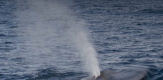 Return of the whales to South Georgia (Reports) Return of the whales to South Georgia (Reports)