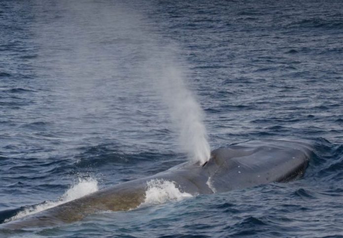 Return of the whales to South Georgia (Reports)