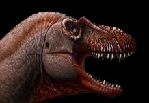 Scientists Discover New Type Of Tyrannosaurus And Name It ‘Reaper Of Death’ Scientists Discover New Type Of Tyrannosaurus And Name It 'Reaper Of Death'