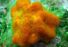 Scientists delve deep to produce key publication on marine natural products Scientists delve deep to produce key publication on marine natural products