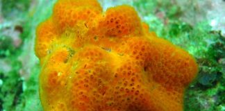 Scientists delve deep to produce key publication on marine natural products Scientists delve deep to produce key publication on marine natural products