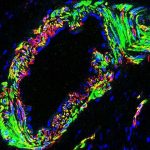 Scientists discover new details of pathway essential to fertility Scientists discover new details of pathway essential to fertility