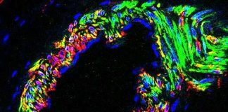 Scientists discover new details of pathway essential to fertility Scientists discover new details of pathway essential to fertility