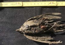 Study: A frozen bird found in Siberia is about 46,000 years old Study: A frozen bird found in Siberia is about 46,000 years old