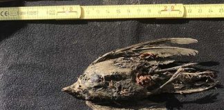 Study: A frozen bird found in Siberia is about 46,000 years old Study: A frozen bird found in Siberia is about 46,000 years old