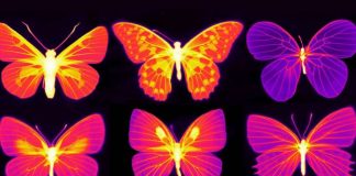 Study: Beating the heat in the living wings of butterflies Study: Beating the heat in the living wings of butterflies