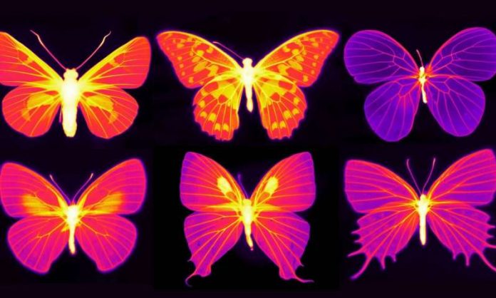 Study: Beating the heat in the living wings of butterflies